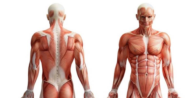 « آناتومی تطبیقی» تلفیقی از طب ایرانی و مدرن